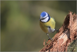 <p>SÝKORA MODŘINKA (Cyanistes caeruleus) /Eurasian blue tit - Blaumeise/</p>